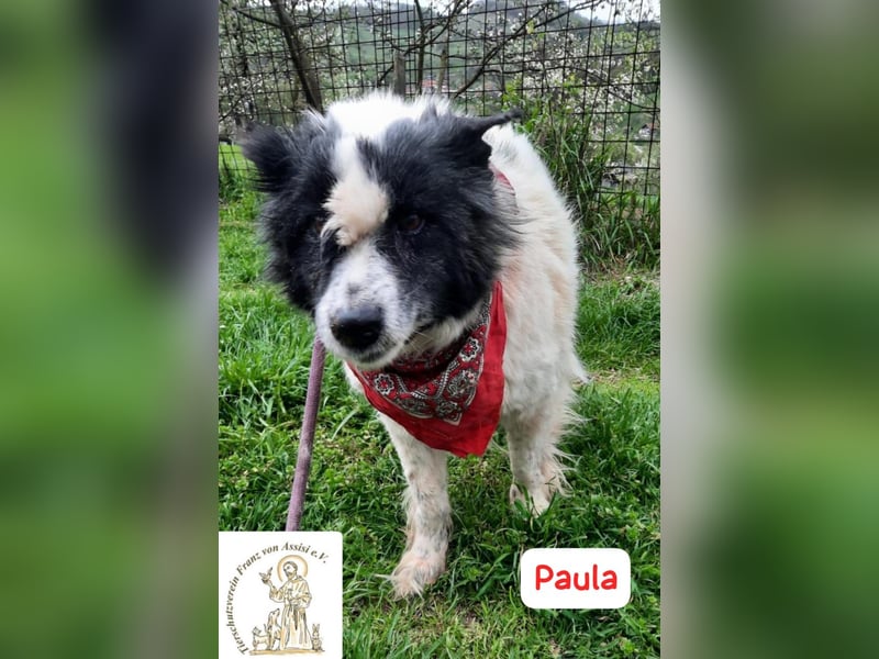 PAULA – besondere Fellnase sucht Happy End!