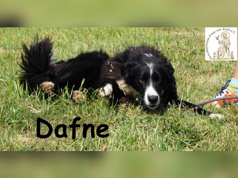 Dafne – die Schönheit mit einem großen Herzen