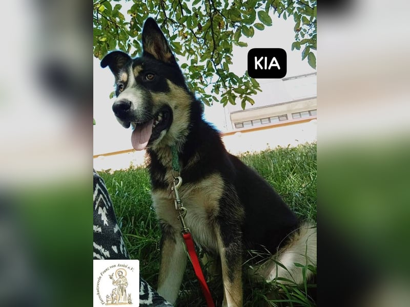 KIA -  sanftes, liebenswertes Hundemädchen