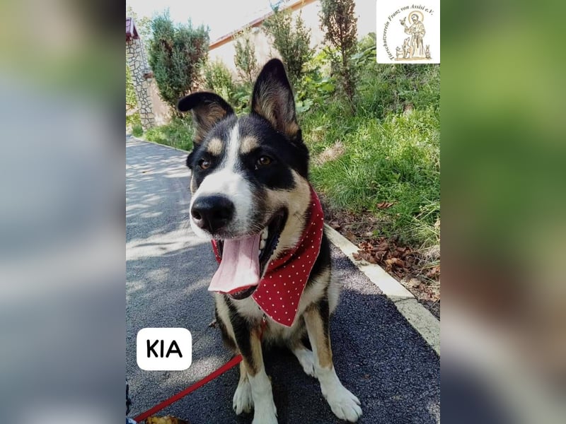 KIA -  sanftes, liebenswertes Hundemädchen
