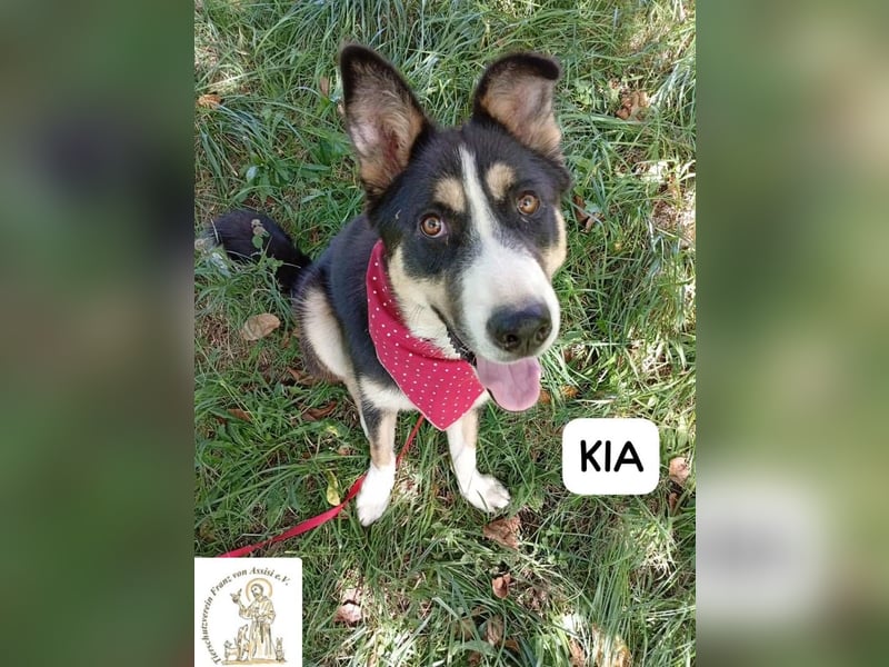 KIA -  sanftes, liebenswertes Hundemädchen