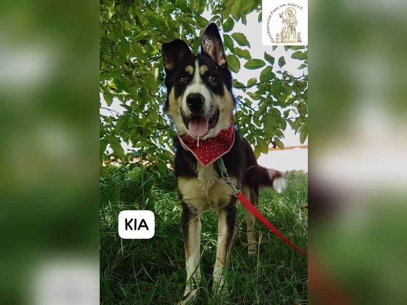 KIA -  sanftes, liebenswertes Hundemädchen
