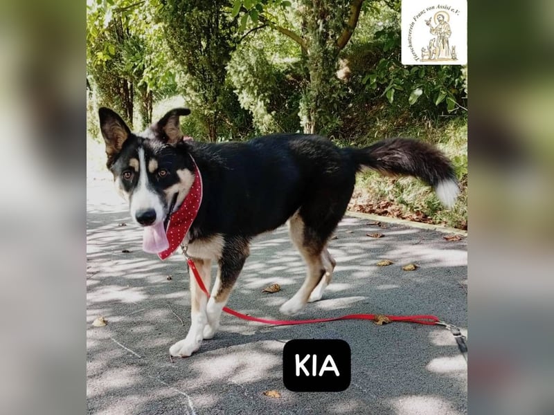 KIA -  sanftes, liebenswertes Hundemädchen