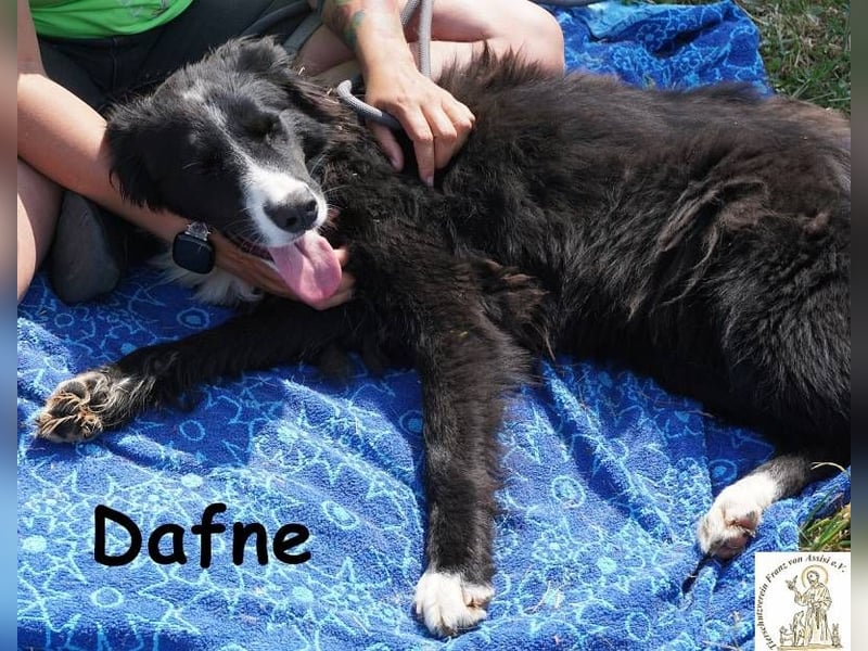 Dafne – die Schönheit mit einem großen Herzen