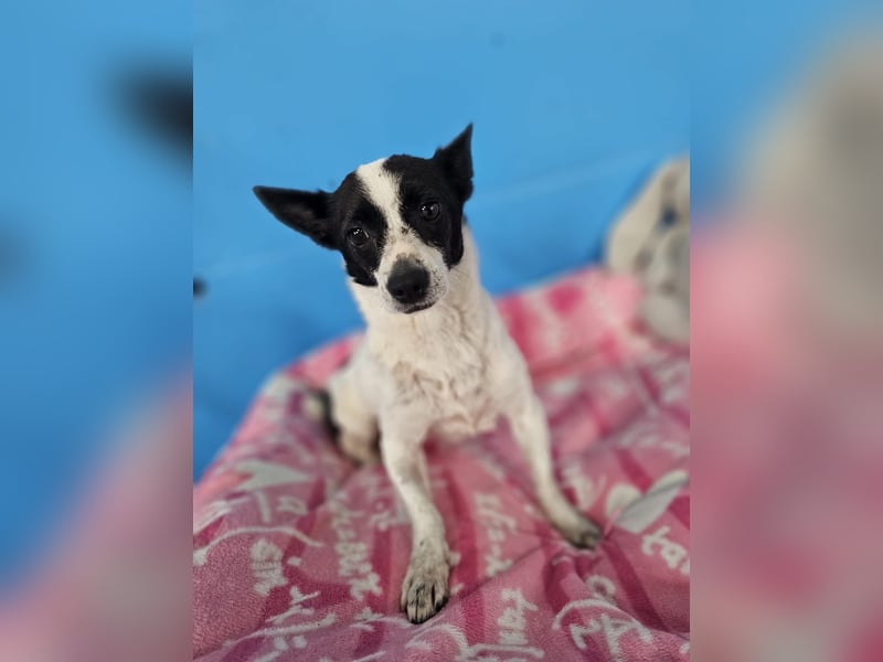 MINNIE ❤️ fröhliche mini Fee