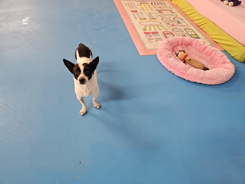 MINNIE ❤️ fröhliche mini Fee