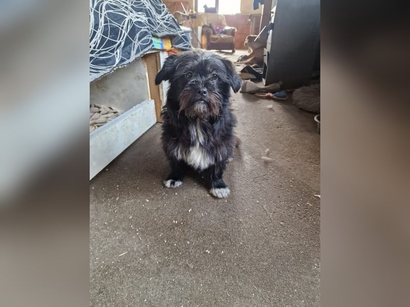 Suki sucht ein gemütliches zu Hause