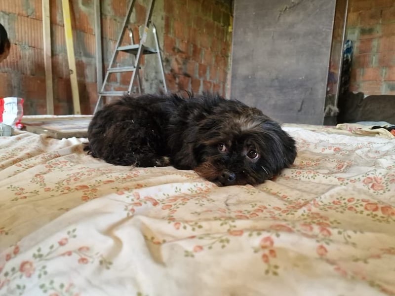 Suki sucht ein gemütliches zu Hause
