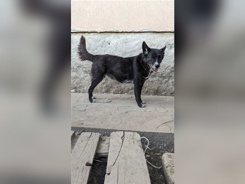 Ebony sucht ihr Glück