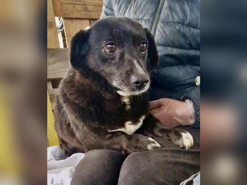 Kleine Schmuserin Grappa ist zu sensibel für das Shelter