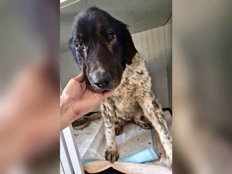 Lotti - sanfte Seniorin sucht DRINGEND Liebe & Ruhe