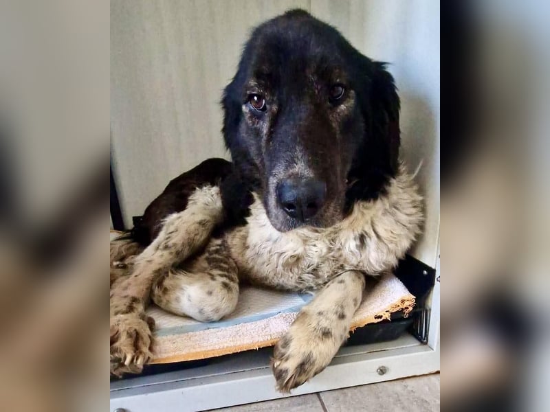 Lotti - sanfte Seniorin sucht DRINGEND Liebe & Ruhe