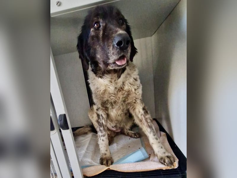 Lotti - sanfte Seniorin sucht DRINGEND Liebe & Ruhe
