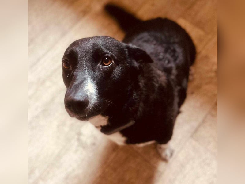 ENYA Wer verliebt sich in die clevere Hundedame?