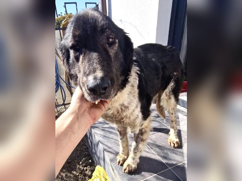 Lotti - sanfte Seniorin sucht DRINGEND Liebe & Ruhe
