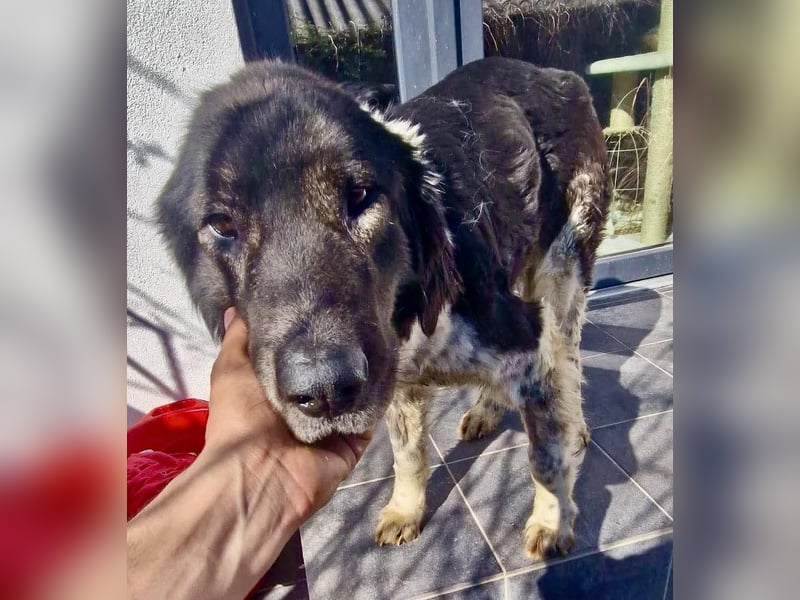 Lotti - sanfte Seniorin sucht DRINGEND Liebe & Ruhe