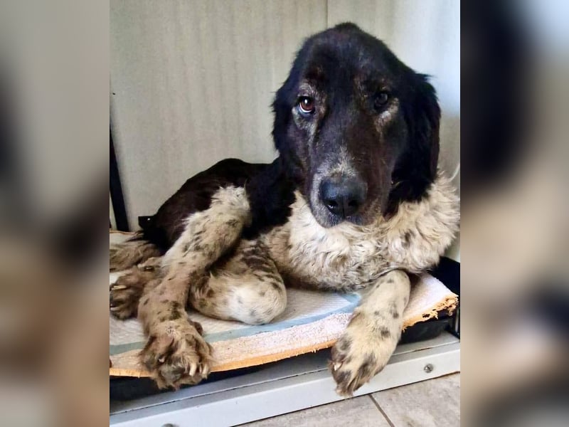 Lotti - sanfte Seniorin sucht DRINGEND Liebe & Ruhe
