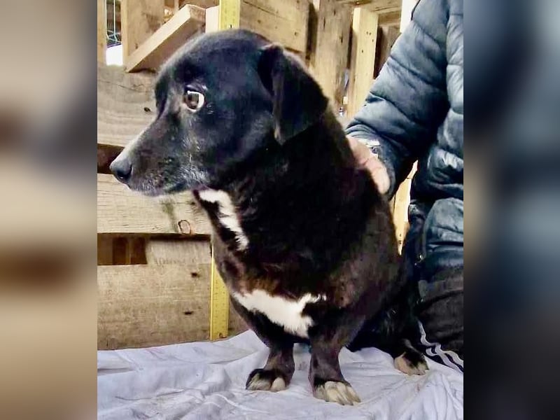 Kleine Schmuserin Grappa ist zu sensibel für das Shelter