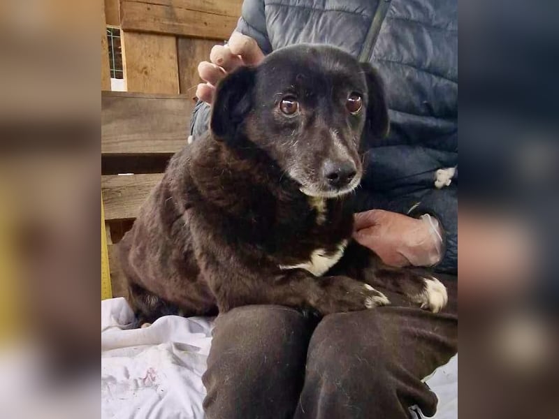 Kleine Schmuserin Grappa ist zu sensibel für das Shelter