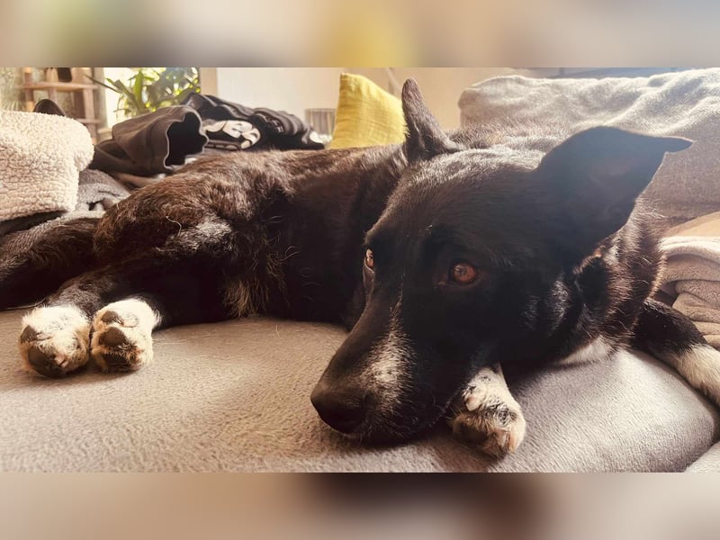 ENYA Wer verliebt sich in die clevere Hundedame?