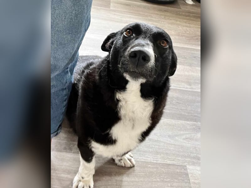 ENYA Wer verliebt sich in die clevere Hundedame?