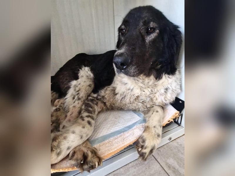 Lotti - sanfte Seniorin sucht DRINGEND Liebe & Ruhe