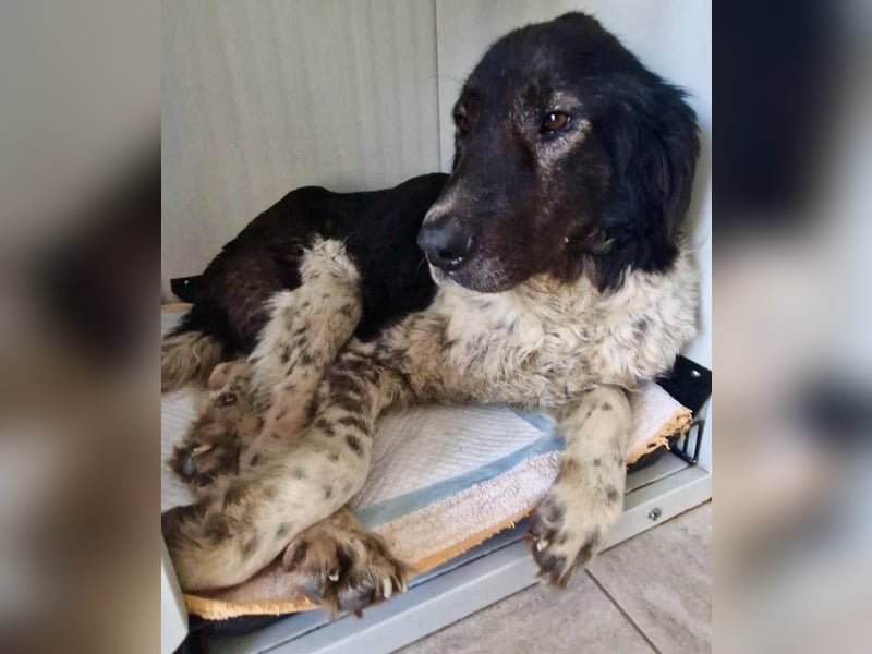Lotti - sanfte Seniorin sucht DRINGEND Liebe & Ruhe