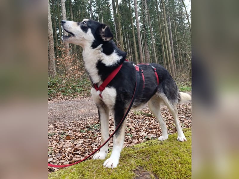 DANIKA Traumhündin sucht Traumzuhause