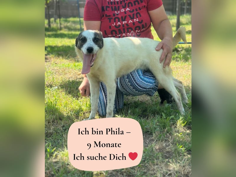 Phila - 9 Monate - mittelgroß
