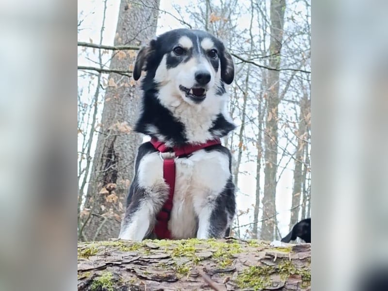 DANIKA Traumhündin sucht Traumzuhause