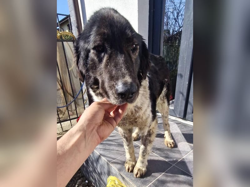 Lotti - sanfte Seniorin sucht DRINGEND Liebe & Ruhe