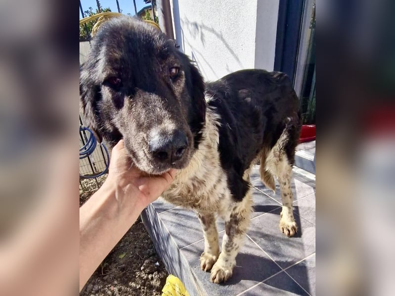 Lotti - sanfte Seniorin sucht DRINGEND Liebe & Ruhe