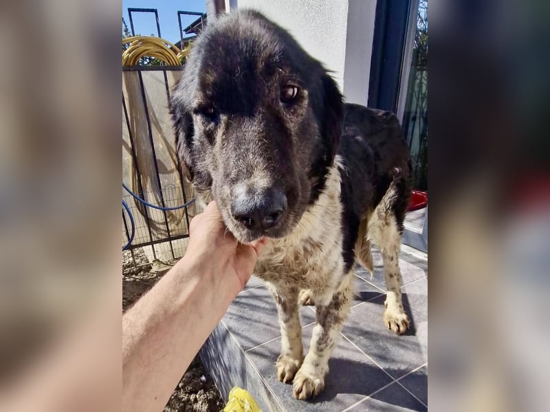 Lotti - sanfte Seniorin sucht DRINGEND Liebe & Ruhe