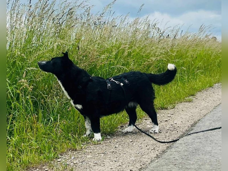 ENYA Wer verliebt sich in die clevere Hundedame?