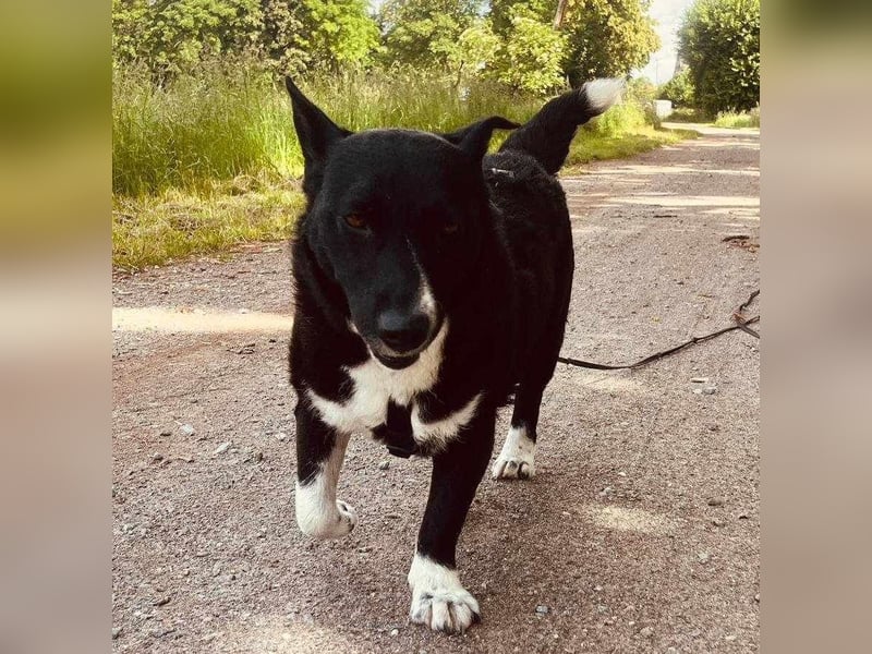ENYA Wer verliebt sich in die clevere Hundedame?