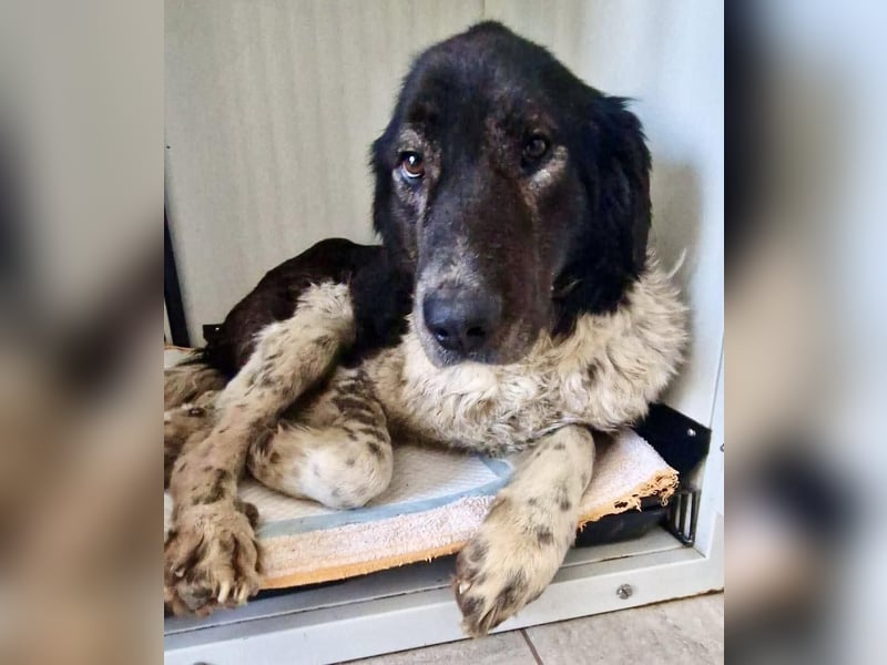 Lotti - sanfte Seniorin sucht DRINGEND Liebe & Ruhe
