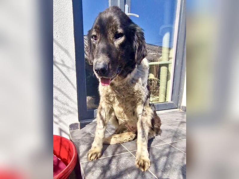 Lotti - sanfte Seniorin sucht DRINGEND Liebe & Ruhe