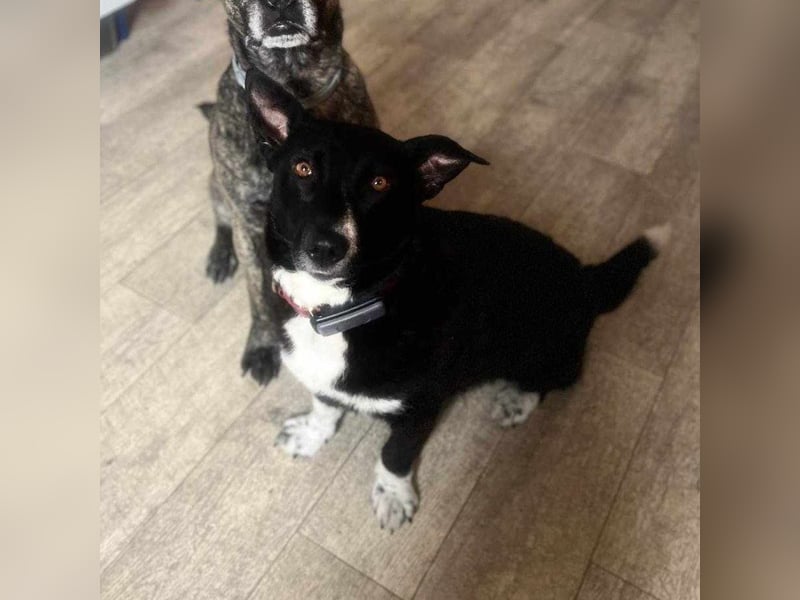 ENYA Wer verliebt sich in die clevere Hundedame?