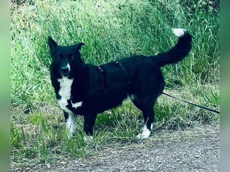 ENYA Wer verliebt sich in die clevere Hundedame?