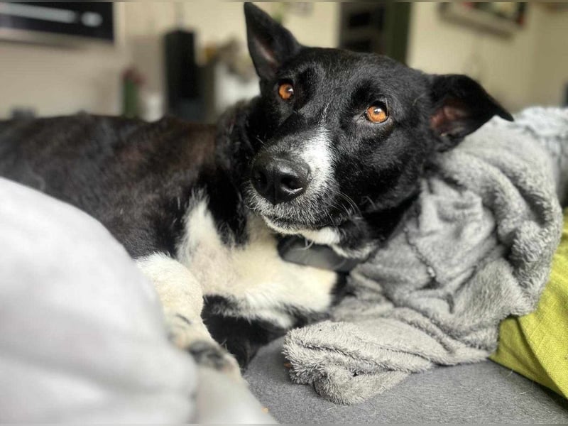 ENYA Wer verliebt sich in die clevere Hundedame?