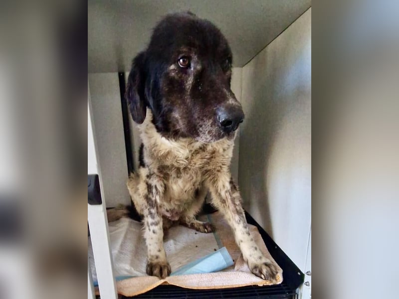 Lotti - sanfte Seniorin sucht DRINGEND Liebe & Ruhe