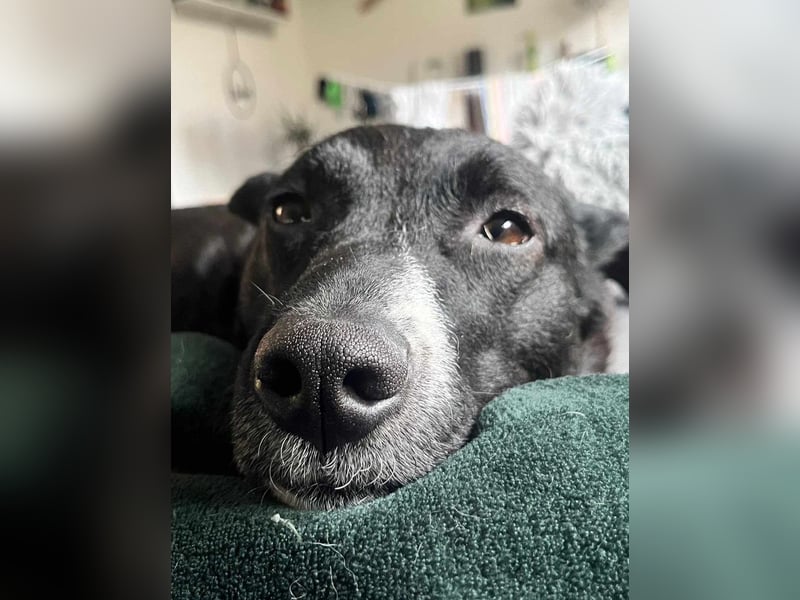 ENYA Wer verliebt sich in die clevere Hundedame?