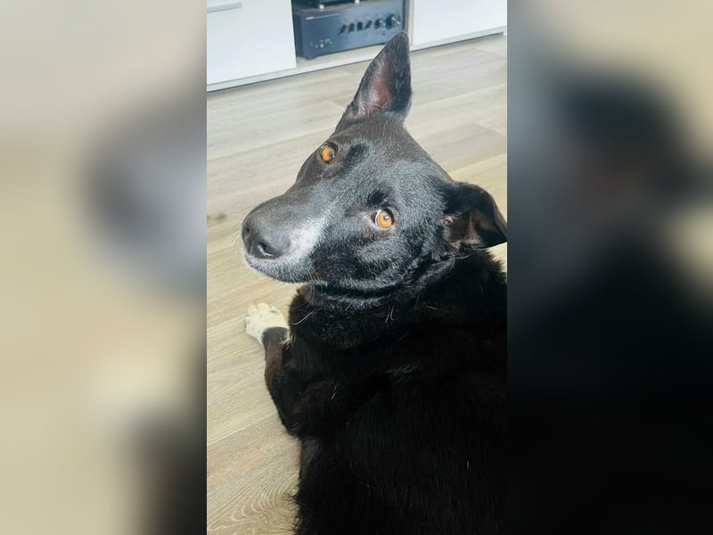 ENYA Wer verliebt sich in die clevere Hundedame?