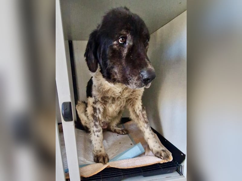 Lotti - sanfte Seniorin sucht DRINGEND Liebe & Ruhe