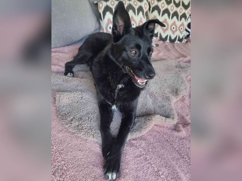 ⭐️JASMINE⭐️, Hündin, 3 Jahre, 44 cm, Mischling, Tierschutz