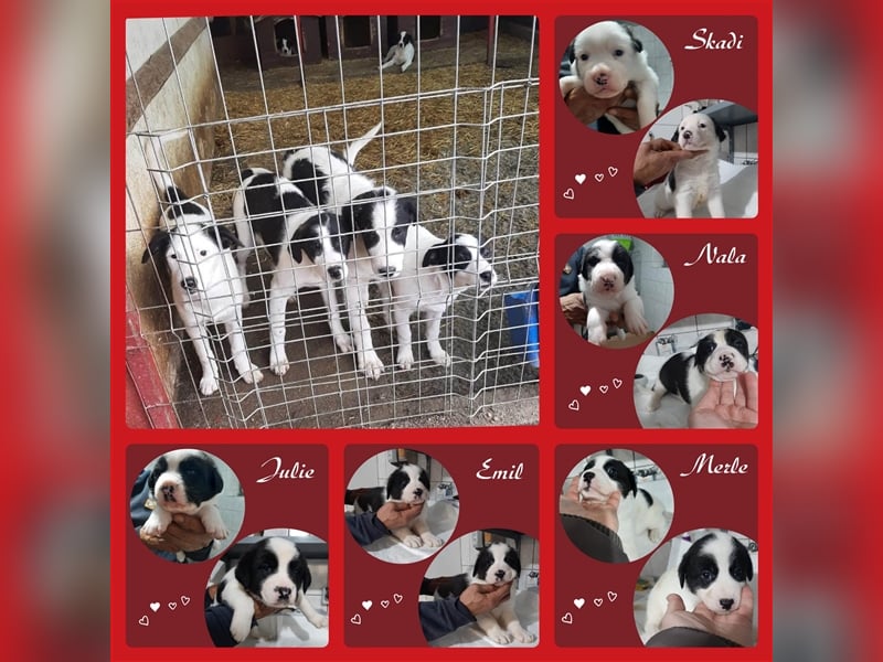 Unsere Black and White Junghunde