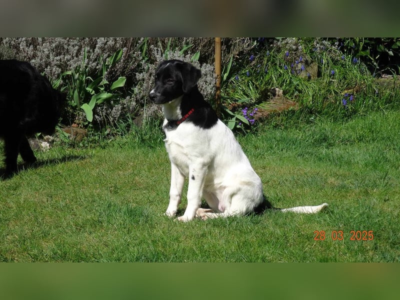 Hope  auf Pflegestelle in 76297 Stutensee