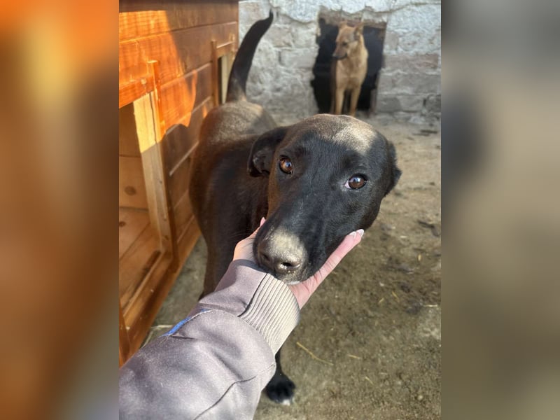 ⭐️BLACK BEAUTY⭐️, Hündin, 1 Jahr, 47 cm, Mischling, Tierschutz