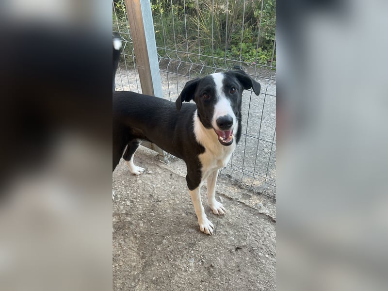YAFFA, Hündin, 1,5 Jahre, 43 cm, Mischling, Tierschutz