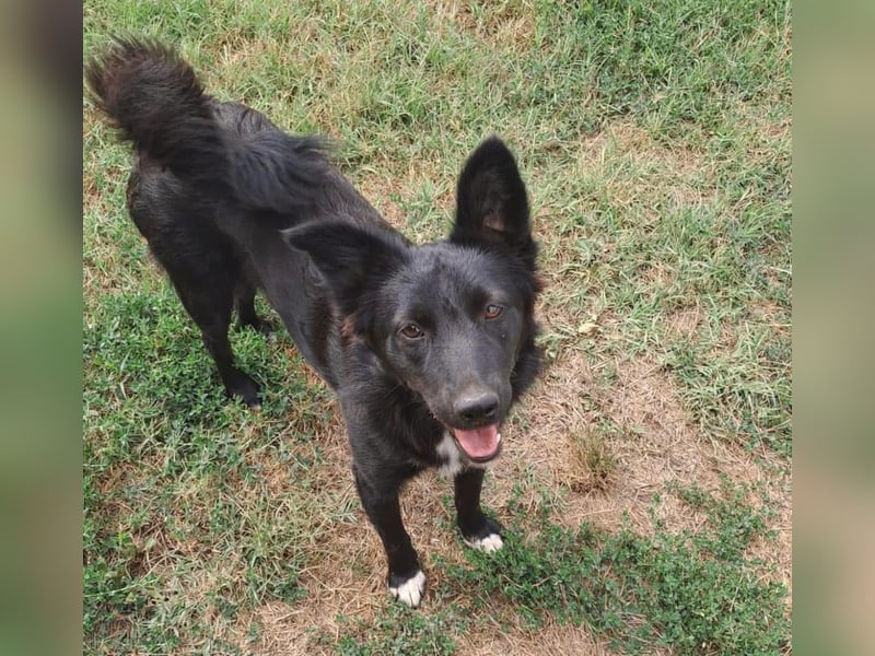 Afrodita Tierschutzhund sucht ein Zuhause